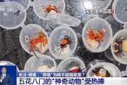 黄山@铲屎官们 养“异宠”或危害国家安全 这些行为违法了