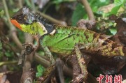 黄山云南南滚河保护区首次发现红唇棘蜥