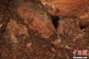 黄山江西发现蜘蛛新物种 为研究呵叻蛛属适应区域提供依据