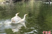 黄山吉林：罕见白鸬鹚连续两年“故地重游”