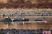 黄山歙县完成安徽首个县域生物多样性调查 共记录物种近4千种