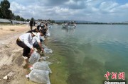 黄山云南江川举行增殖放流活动 逾54万尾鱼游入星云湖